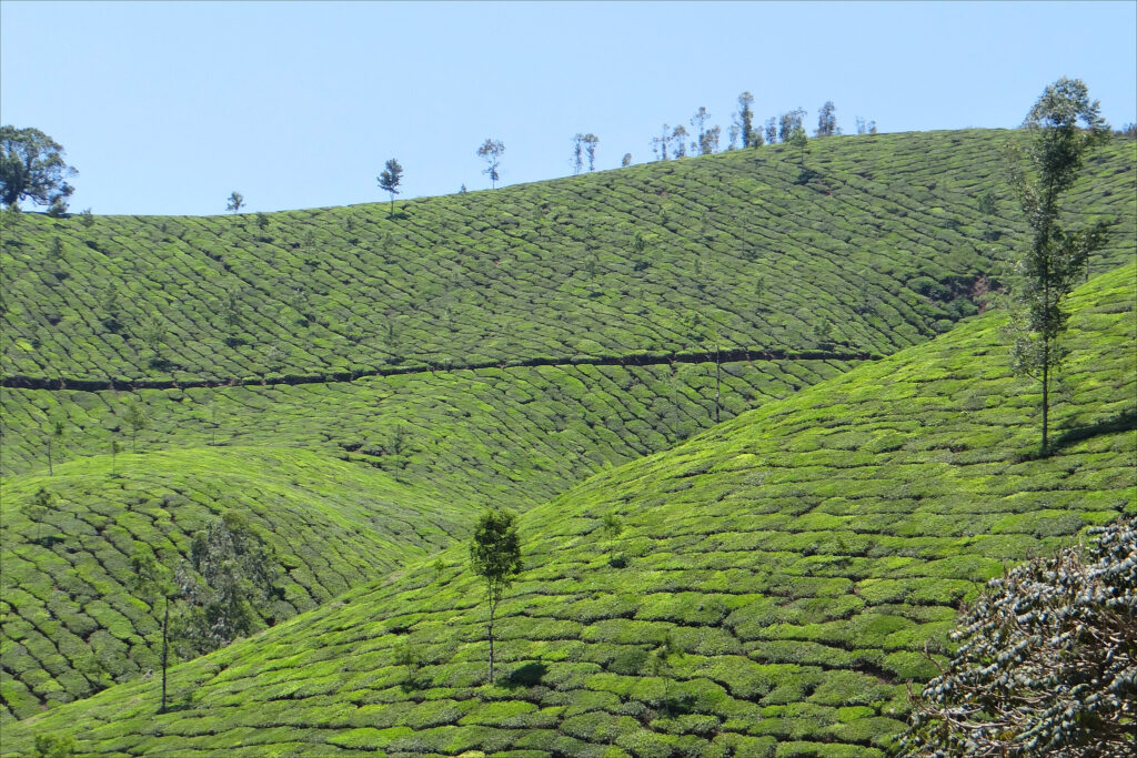 Le Kerala : un voyage envoûtant à travers le sud de l'Inde - CC by Jean-Pierre Dalbéra